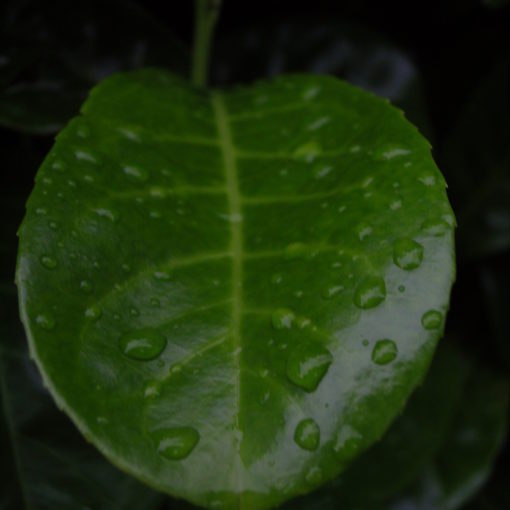 A wet leaf