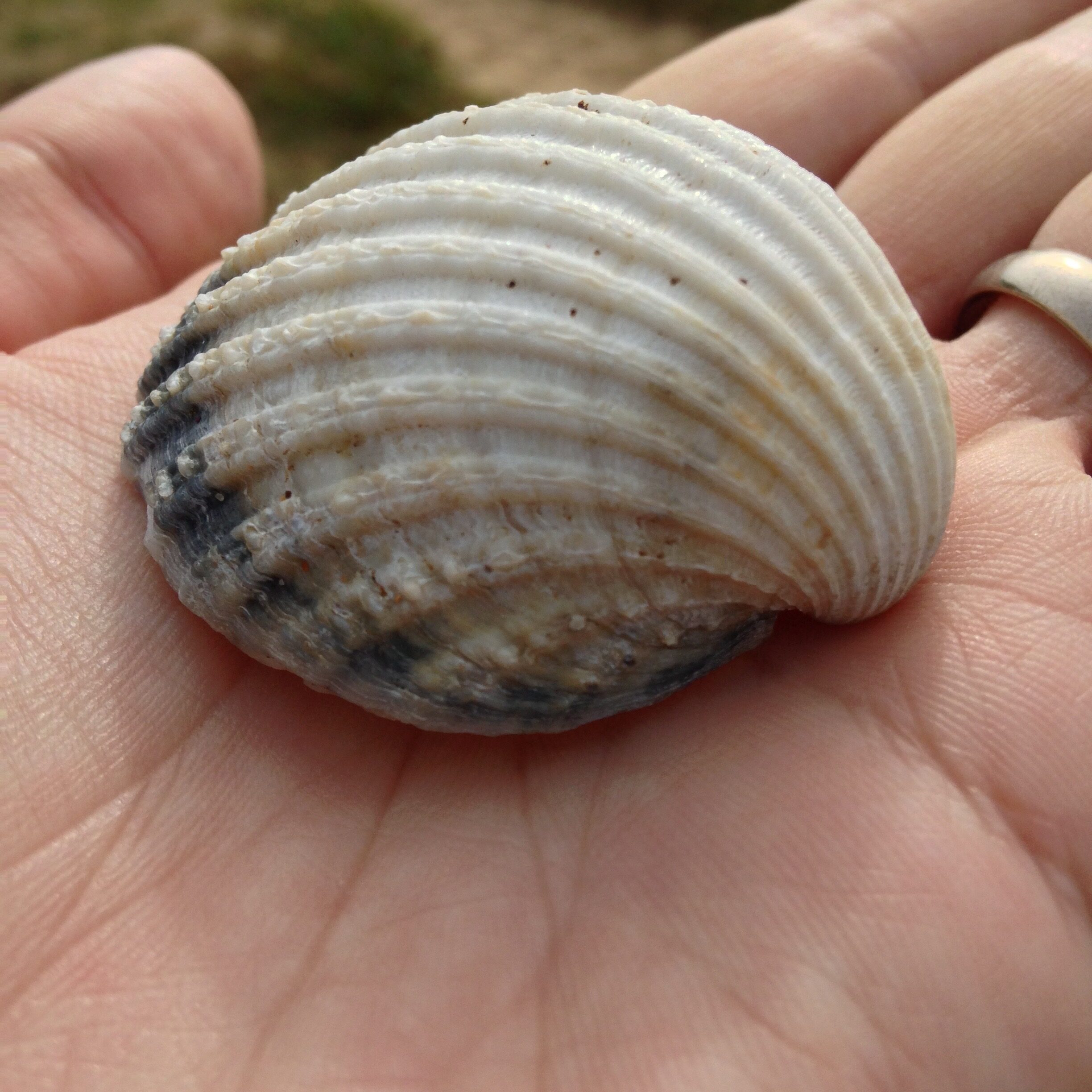 A shell on a hand